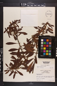 Myrica cerifera image