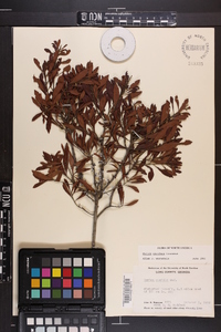 Myrica cerifera image