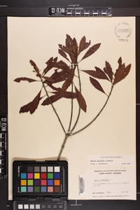 Myrica cerifera image