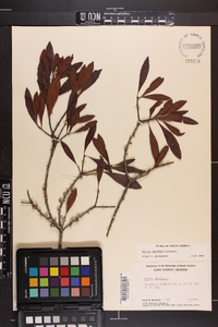 Myrica cerifera image