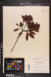 Myrica cerifera image