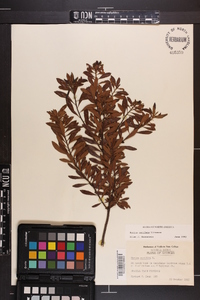 Myrica cerifera image