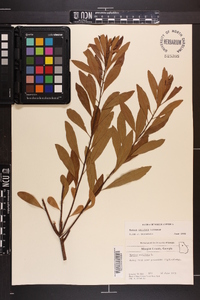 Myrica cerifera image