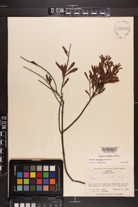 Myrica cerifera image