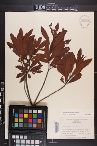 Myrica cerifera image