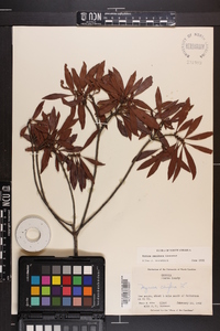 Myrica cerifera image