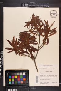 Myrica cerifera image