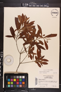 Myrica cerifera image