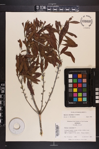 Myrica cerifera image