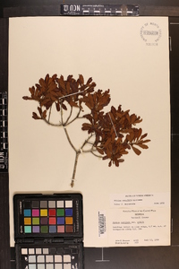 Myrica cerifera image