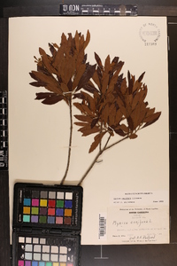 Myrica cerifera image