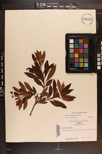 Myrica cerifera image