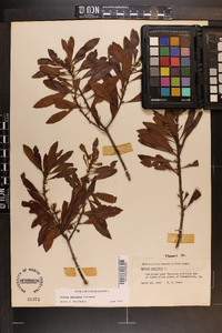 Myrica cerifera image