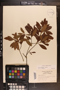 Myrica cerifera image