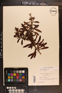 Myrica cerifera image