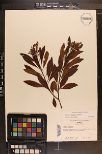 Myrica cerifera image