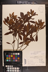 Myrica cerifera image