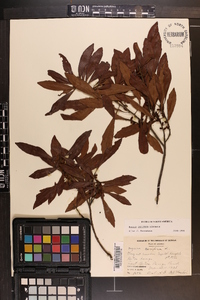 Myrica cerifera image