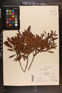 Myrica cerifera image