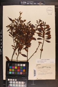 Myrica cerifera image