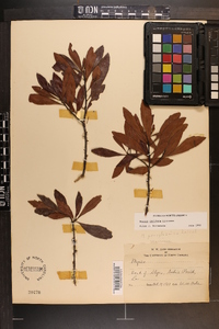 Myrica cerifera image