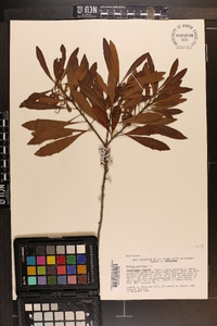 Myrica cerifera image