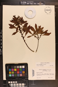 Myrica cerifera image