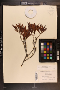 Myrica cerifera image