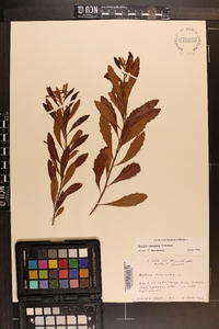 Myrica cerifera image