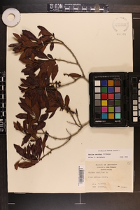 Myrica cerifera image