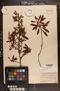 Myrica cerifera image