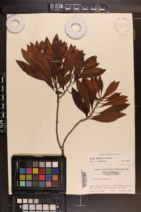 Myrica cerifera image