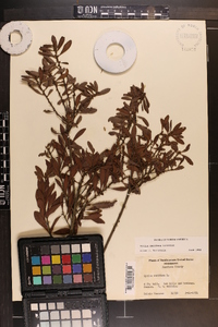 Myrica cerifera image