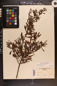 Myrica cerifera image