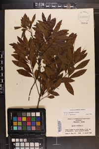 Myrica cerifera image