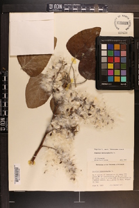 Populus heterophylla image