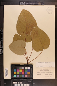 Populus heterophylla image