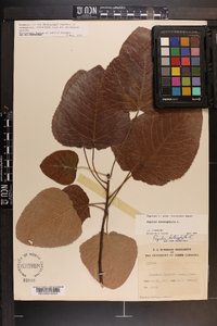 Populus heterophylla image