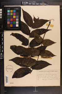 Juglans mandshurica image