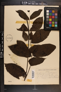 Juglans mandshurica image