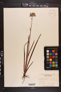 Lachnanthes caroliana image