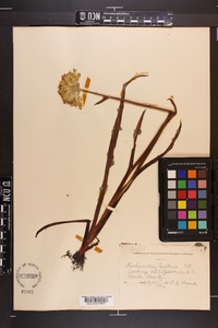 Lachnanthes caroliana image