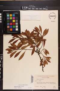 Myrica cerifera image