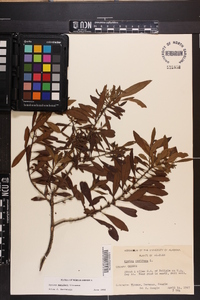 Myrica cerifera image