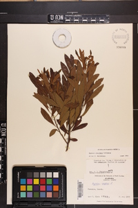 Myrica cerifera image