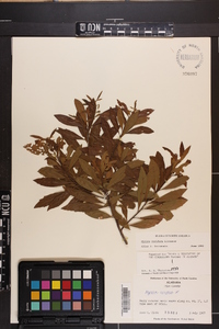 Myrica cerifera image