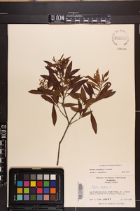 Myrica cerifera image