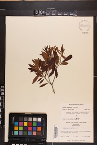 Myrica cerifera image