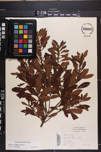 Myrica cerifera image