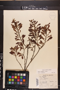 Myrica cerifera image